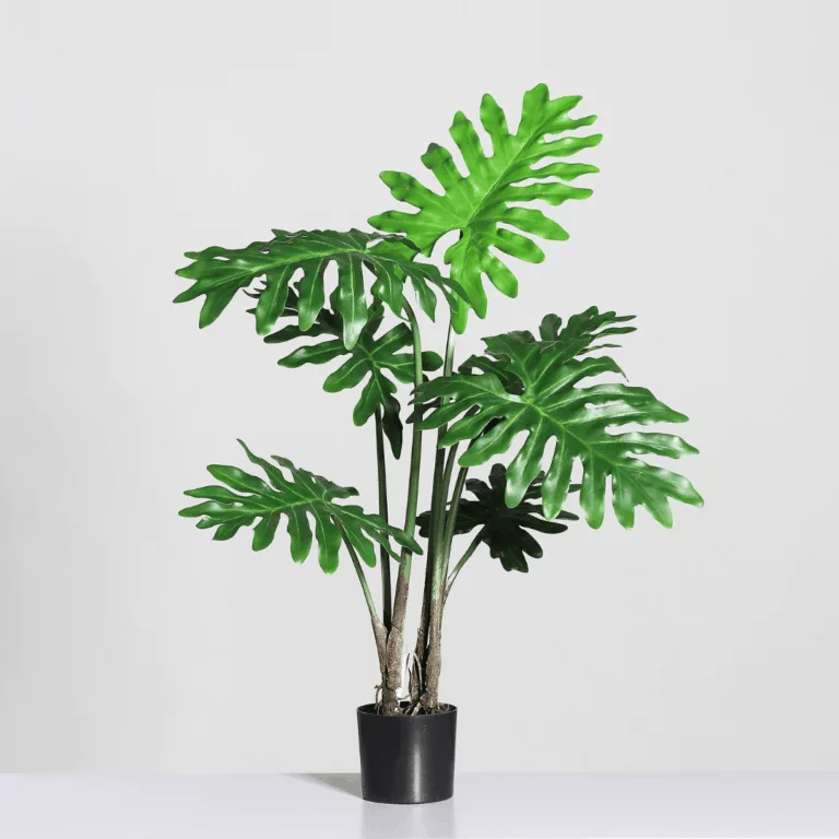 DPI Philodendron plant in Black Plastic Pot 85cm for sale in Ireland at The Outdoor Scene