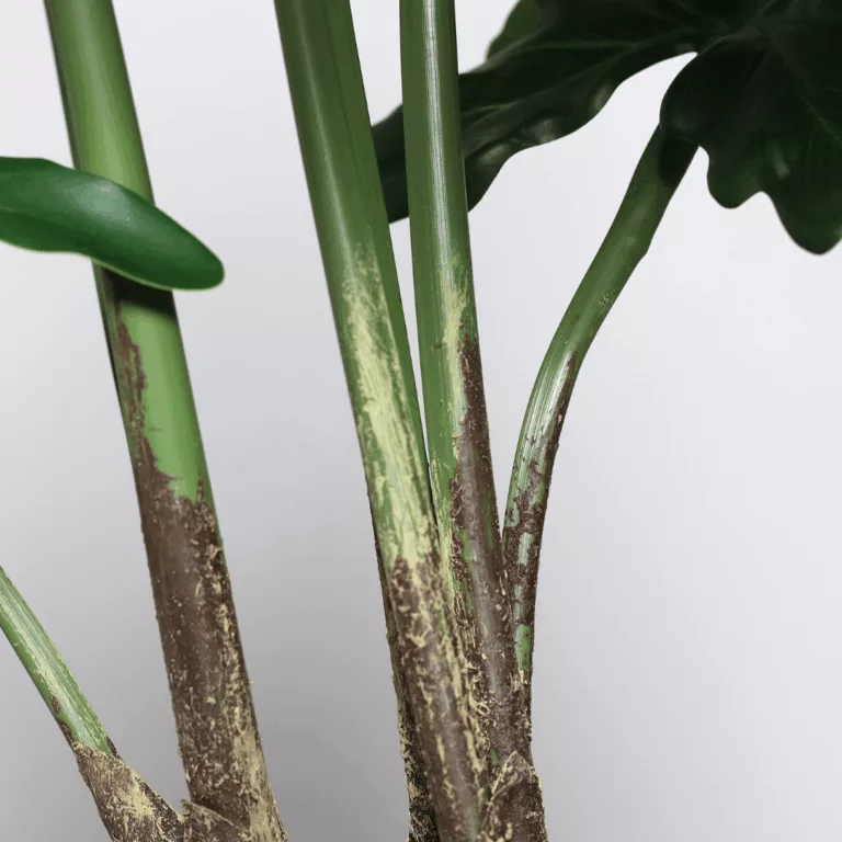 DPI Philodendron plant stem
