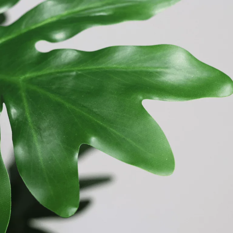 DPI Philodendron plant leaf