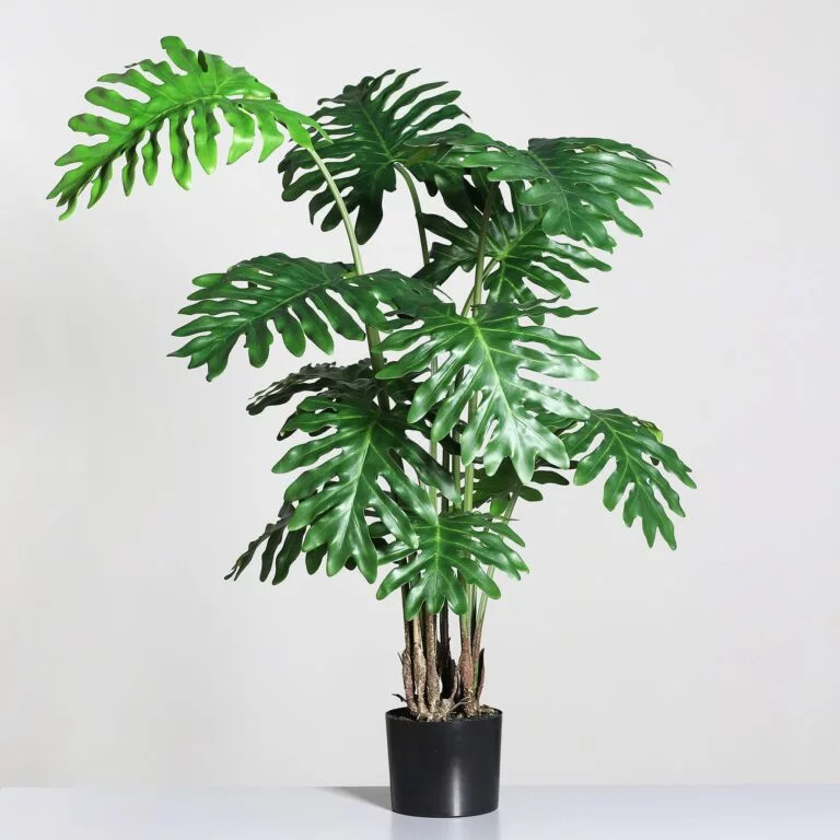 DPI Philodendron plant in Black Plastic Pot 135cm for sale in Ireland at The Outdoor Scene