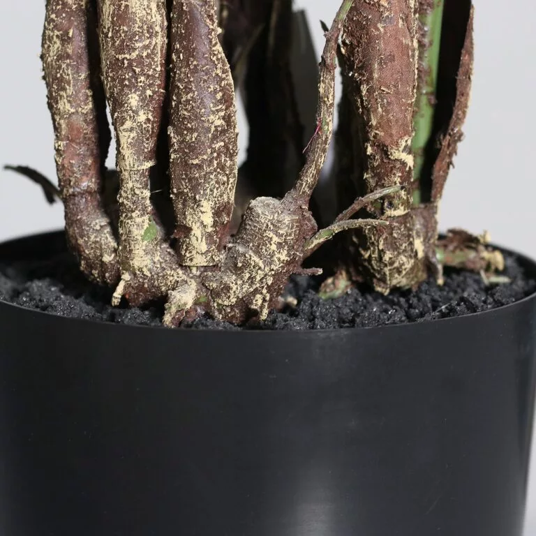 DPI Philodendron plant base and pot