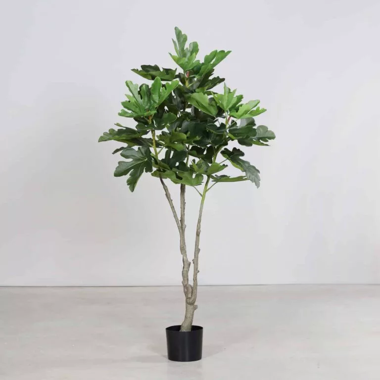 DPI Fig plant in Black Plastic Pot- 150cm for sale in Ireland at The Outdoor scene