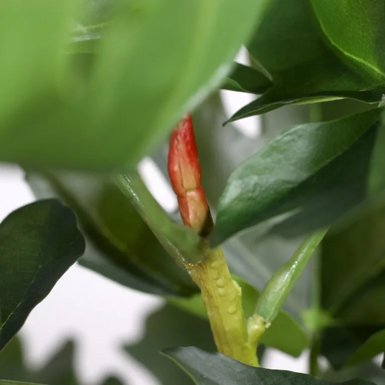 DPI Fig plant in Black Plastic Pot- 150cm for sale in Ireland at The Outdoor scene