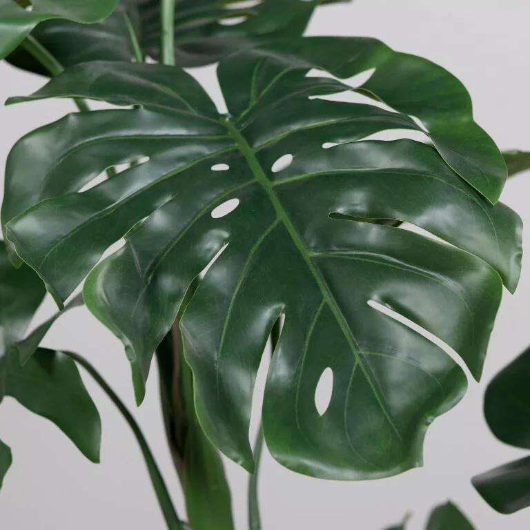 DPI Split Philo plant leaf