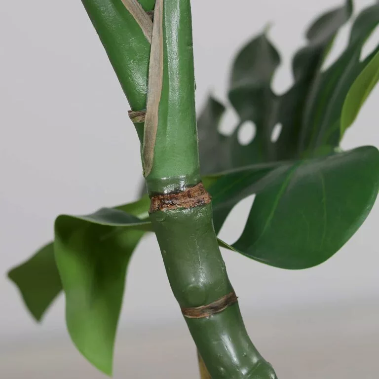 DPI Split Philo plant stem