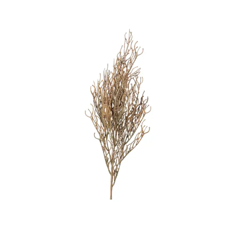 DPI Calocephalus Twig - 75 cm for sale in Ireland at The Outdoor Scene