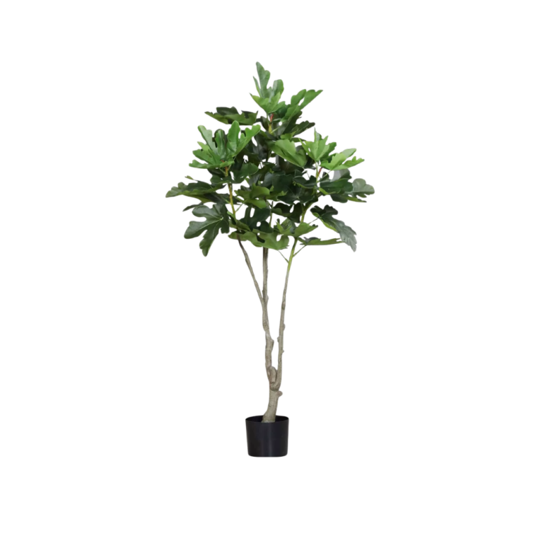 DPI Fig plant in Black Plastic Pot- 150cm for sale in Ireland at The Outdoor scene