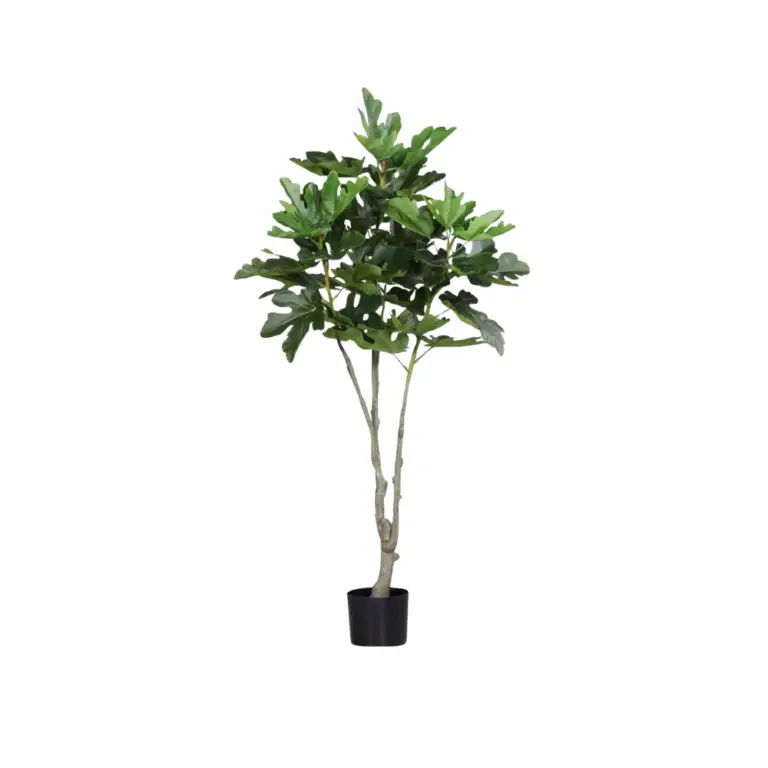 DPI Fig plant in Black Plastic Pot- 150cm for sale in Ireland at The Outdoor scene