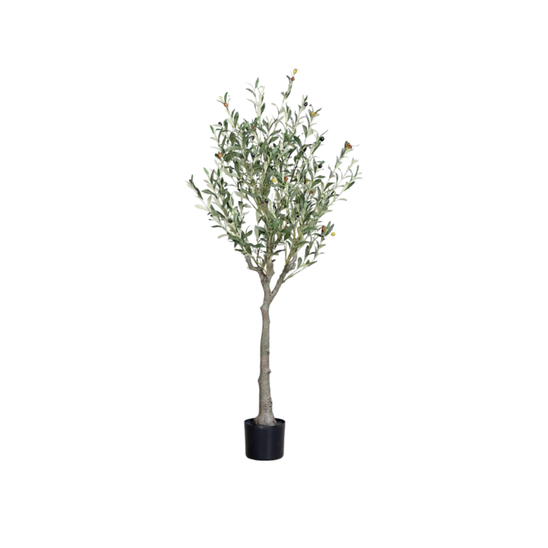 DPI Olive tree with fruit in Black Plastic Pot-150cm for sale in Ireland at The Outdoor Scene