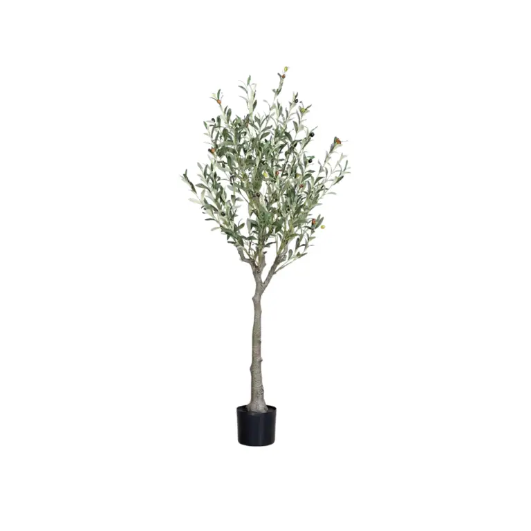 DPI Olive tree with fruit in Black Plastic Pot-150cm for sale in Ireland at The Outdoor Scene