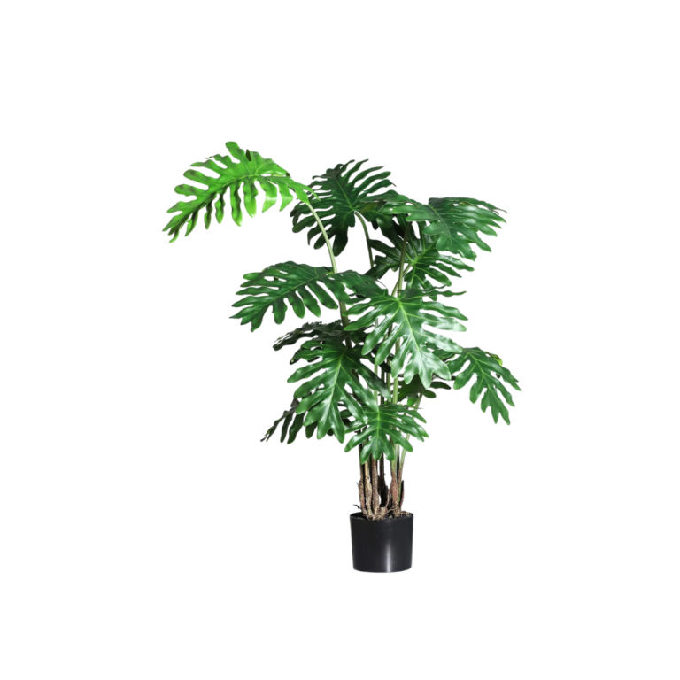 DPI Philodendron plant in Black Plastic Pot 135cm for sale in Ireland at The Outdoor Scene