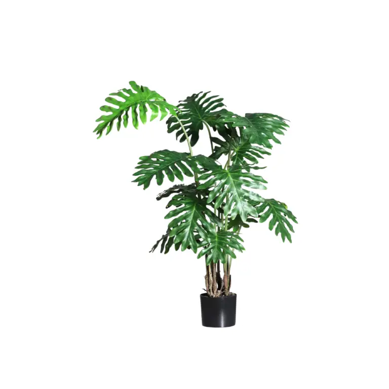 DPI Philodendron plant in Black Plastic Pot 135cm for sale in Ireland at The Outdoor Scene