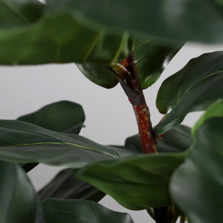 Artificial Violin fig plant available at The Outdoor Scene