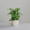 Basil