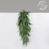 Fern