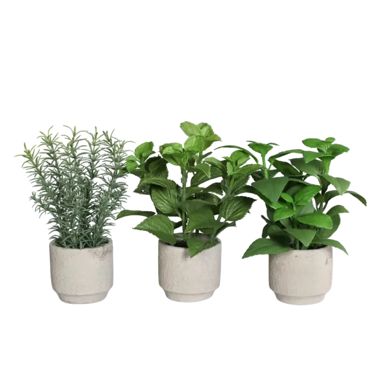 Herb assortment in grey cement pot for sale in Ireland