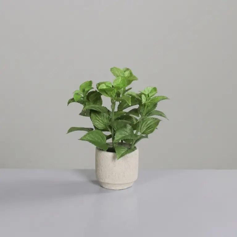 Mint in grey cement pot
