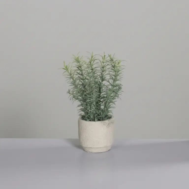Rosemary in grey cement pot