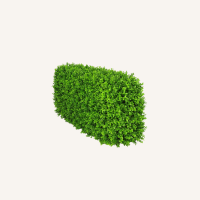 boxwood outdoor hedge for sale in dublin
