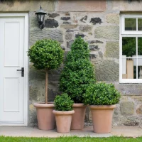 boxwood-trees-e1727363113394